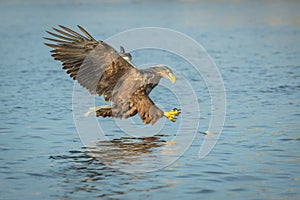 Hunting Sea Eagle