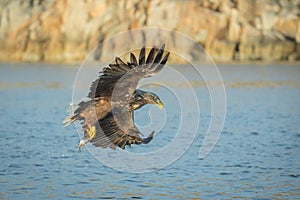 Hunting Sea Eagle