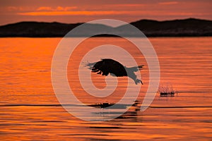 Hunting Sea Eagle