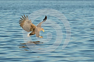 Hunting Sea Eagle