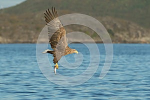 Hunting Sea Eagle