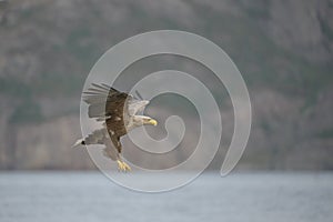 Hunting Sea Eagle