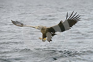 Hunting Sea Eagle