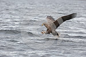 Hunting Sea Eagle