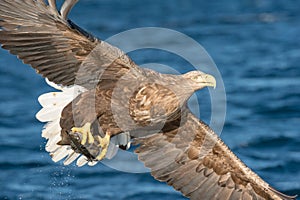 Hunting Sea Eagle