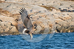 Hunting Sea Eagle