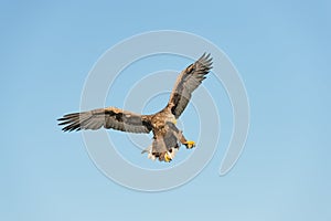 Hunting Sea Eagle