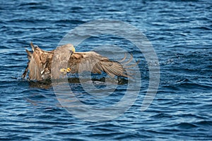 Hunting Sea Eagle