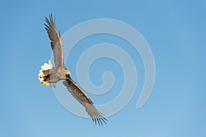 Hunting Sea Eagle