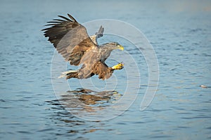 Hunting Sea Eagle