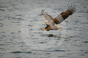 Hunting Sea Eagle