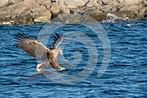 Hunting Sea Eagle