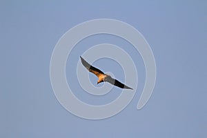 A hunting Sea Eagle at sai kung