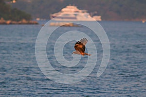 A hunting Sea Eagle at sai kung