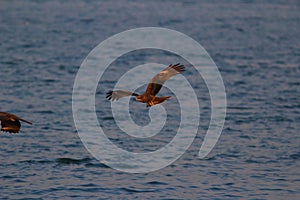 A hunting Sea Eagle at sai kung