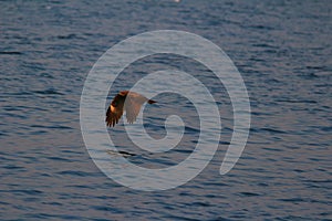 A hunting Sea Eagle at sai kung