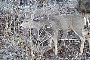 Hunting season- Deer and Elk subjects are popular for hunting or wilderness billboards or magazines.