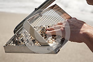 Hunting for shark teeth on Venice beach Florida