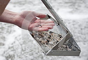 Hunting for shark teeth on Venice beach Florida