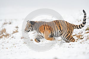 Hunting siberian tiger. Beast of pray running on the snow. Panthera tigris altaica