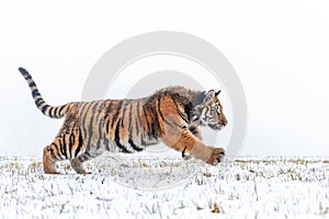 Hunting siberian tiger in the jump on the snow. Winter shot of dangerous predator.