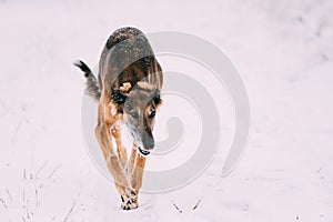 Hunting Sighthound Hortaya Borzaya Dog During Hare-hunting At Winter