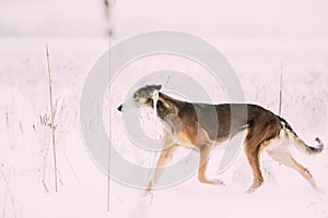 Hunting Sighthound Hortaya Borzaya Dog During Hare-hunting At Winter Day In Snowy Field