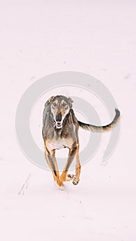 Hunting Sighthound Hortaya Borzaya Dog During Hare-hunting At Winter Day In Snowy Field