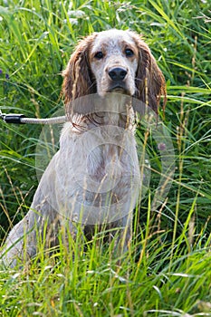 Hunting spaniel sitting in a meadow