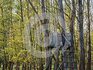 Hunting stand in the forest during sunset in Brandenburg, Germany