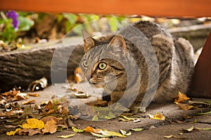 Hunting tabby cat