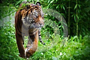 Hunting Tiger photo