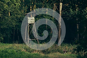 Hunting tower in forest