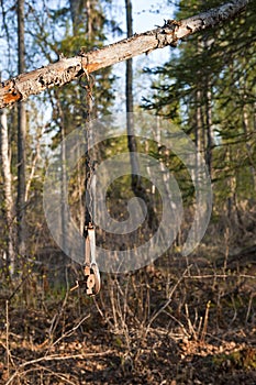 Hunting trap in forest