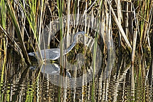 Hunting tricolored heron in reeds of Florida wetlands