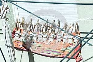 hunting trophies drying in the sun