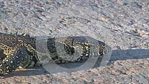 Hunting Varanus - Monitor Lizard