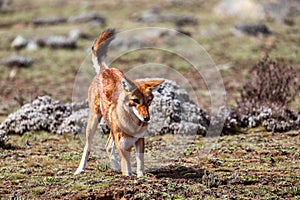 Hunting ethiopian wolf, Canis simensis, Ethiopia photo