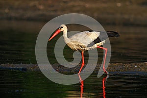 Hunting white stork