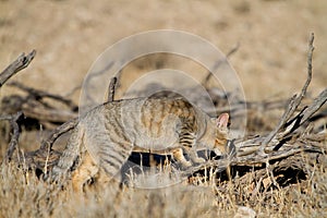 Hunting wild cat