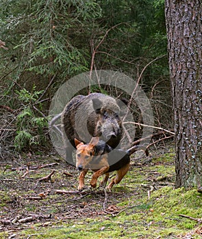 Hunting on wildboar