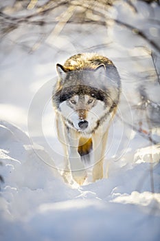 Hunting wolf with wild eyes walking in beautiful winter forest