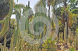 Huntington Botanical Gardens: Cactus Forest