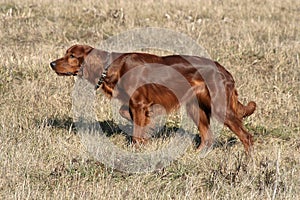 hunts with a setter photo