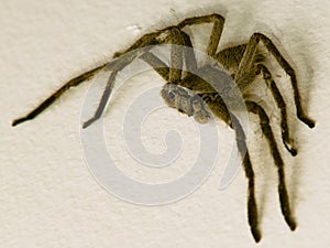 Huntsman Spider photo