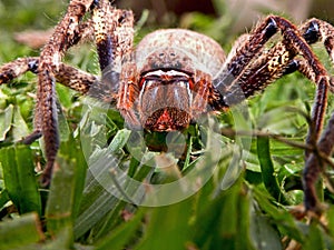 Huntsman Spider