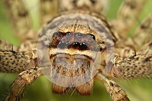 Huntsman spider