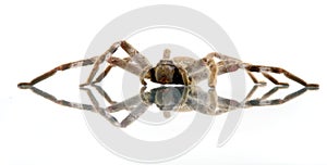 Huntsman spider