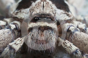 Huntsman spider.