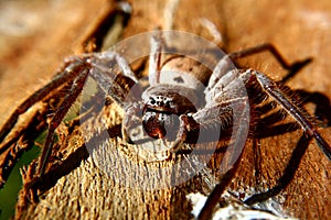 Huntsman spider photo